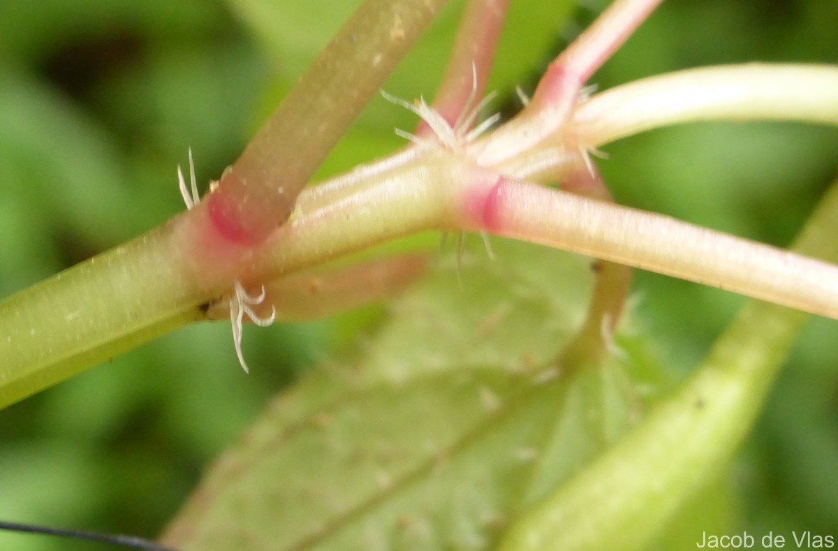 Sonerila crassicaulis Lundin